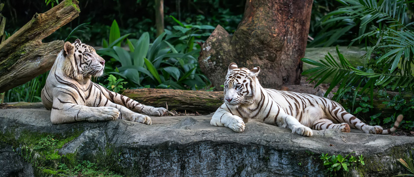 Cameron Park Zoo